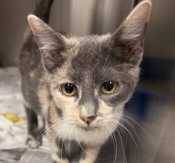 Rescue Domestic Medium Hair and Domestic Short Hair Cats for Adoption in Carrollton, Texas - Debriella | PetCurious