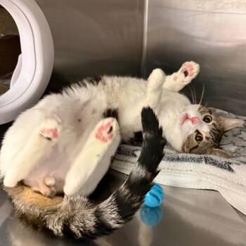 Domestic Short Hair Cats Available for Adoption in Reno, Nevada - Sebastian | PetCurious