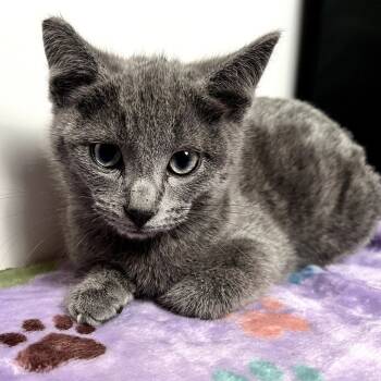 Rescue Domestic Short Hair Cats for Adoption in Los Angeles, California - Storm | PetCurious