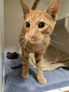 Ghoul -  Domestic Short Hair Cat for Adoption in Savannah, Georgia - Ghoul | PetCurious