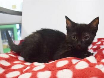 TUESDAY -  Domestic Short Hair Cat for Adoption in Sacramento, California - TUESDAY | PetCurious