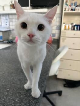 Simba - A Sweet Boy with a gentle heart -  Persian Cat for Adoption in Toronto, Ontario - Simba - A Sweet Boy With A Gentle Heart | PetCurious