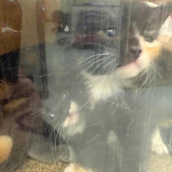 Puss in Boots -  Domestic Short Hair Cat for Adoption in Philadelphia, Pennsylvania - Puss In Boots | PetCurious