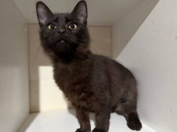Rescue Domestic Long Hair Cats for Adoption in Cleveland, Ohio - Eco | PetCurious