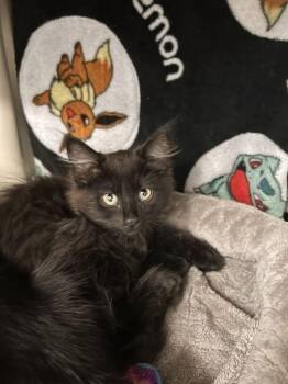 Felix -  Domestic Long Hair Cat for Adoption in Minot, North Dakota - Felix | PetCurious