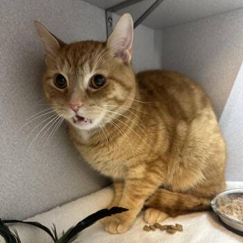 Domestic Short Hair Cats Available for Adoption - Mark | PetCurious