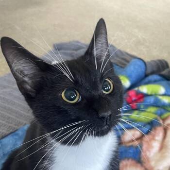 Tangela -  Domestic Short Hair Cat for Adoption in Chicago, Illinois - Tangela | PetCurious