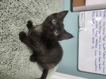 Domestic Short Hair Cats Available for Adoption in Cosby, Tennessee - Ireland | PetCurious
