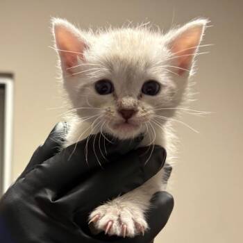 Domestic Short Hair Cats Available for Adoption in Yuma, Arizona - Mishko | PetCurious