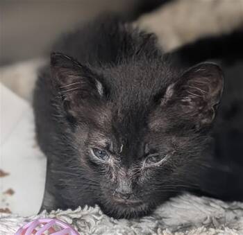 DOT -  Domestic Short Hair Cat for Adoption in Fort Lauderdale, Florida - DOT | PetCurious