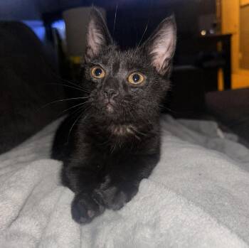 Rum -  Domestic Short Hair Cat for Adoption in Mississauga, Ontario - Rum | PetCurious