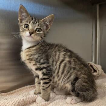 A654255 -  Domestic Short Hair Cat for Adoption in Houston, Texas - A654255 | PetCurious