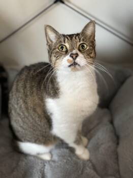Domestic Medium Hair Cats Available for Adoption - Oliver | PetCurious