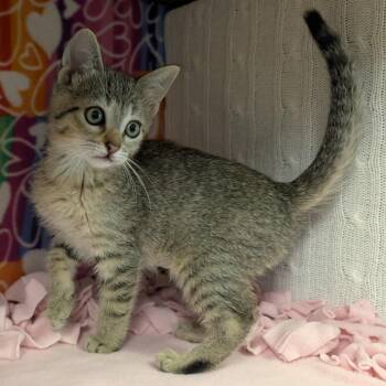 Natalie -  Domestic Short Hair Cat for Adoption - Natalie | PetCurious