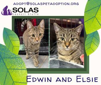 Rescue Domestic Short Hair and Tabby Cats for Adoption in Council Bluffs, Iowa - Edwin & Elsie (bonded Pair)  --  (tv) | PetCurious