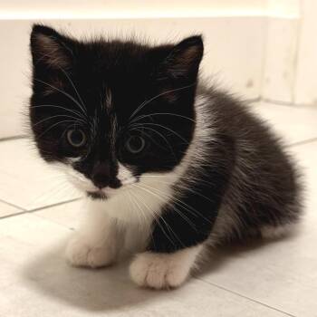 Domestic Short Hair Cats Available for Adoption in Long Beach, California - Tom Nook | PetCurious