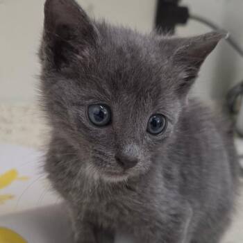 Gale -  Domestic Short Hair Cat for Adoption in Auburn, Alabama - Gale | PetCurious
