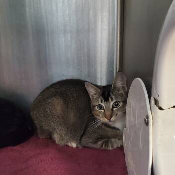 Rescue Siamese Cats for Adoption in Port Charlotte, Florida - Ginger Spice | PetCurious