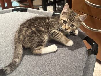 Rescue Domestic Short Hair Cats for Adoption in Lemoyne, Pennsylvania - Jasper K | PetCurious