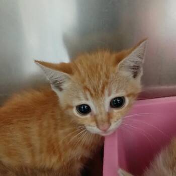 Pluto -  Domestic Short Hair Cat for Adoption in Galveston, Texas - Pluto | PetCurious