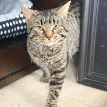 Domestic Short Hair Cats Available for Adoption - Scrappy | PetCurious