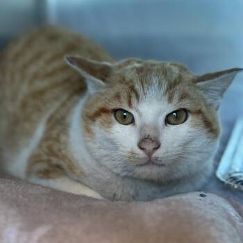 Domestic Short Hair Cats Available for Adoption - Cornfield | PetCurious