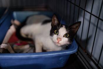 Domestic Short Hair Cats Available for Adoption in San Juan, San Juan - Valentina Rue | PetCurious