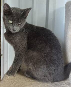 321398847 -  Russian Blue Cat for Adoption in Lee