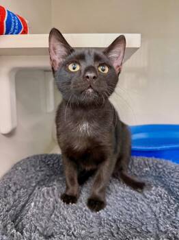 Lumiere -  Domestic Short Hair Cat for Adoption in Corpus Christi, Texas - Lumiere | PetCurious
