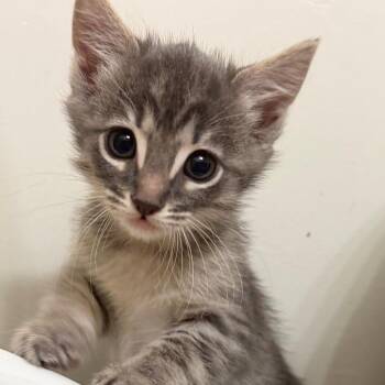 Interim CEO 9 -  Domestic Short Hair Cat for Adoption in Austin, Texas - Interim CEO 9 | PetCurious