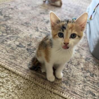 Ms Scarlett -  Domestic Short Hair Cat for Adoption in Chattanooga, Tennessee - Ms Scarlett | PetCurious
