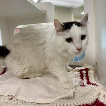 PUNKY -  Domestic Short Hair Cat for Adoption in Riverside, California - PUNKY | PetCurious