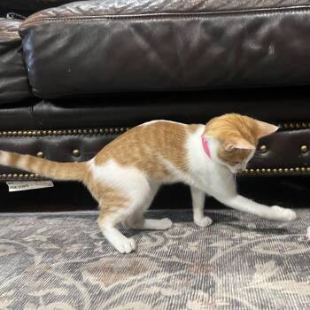 Beebler -  Domestic Short Hair Cat for Adoption in Auburn, Alabama - Beebler | PetCurious