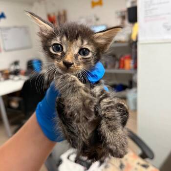 Demarcus -  Domestic Short Hair Cat for Adoption in Edinburg, Texas - Demarcus | PetCurious