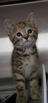 Madison -  Domestic Short Hair Cat Available for Adoption in Henderson, North Carolina - Madison | PetCurious