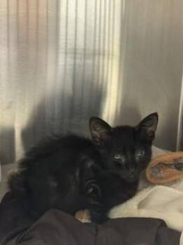 NIGHT -  Domestic Short Hair Cat for Adoption in Doral, Florida - NIGHT | PetCurious