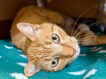 Cheeto -  Domestic Short Hair Cat for Adoption in Ocala, Florida - Cheeto | PetCurious