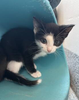 Petunia (ID 52003) -  Domestic Short Hair Cat for Adoption in Manassas, Virginia - Petunia (ID 52003) | PetCurious