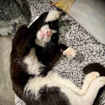 Orbit -  Domestic Short Hair Cat Available for Adoption in Wantagh, New York - Orbit | PetCurious