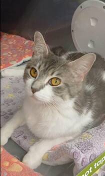 Tabby and Domestic Short Hair Cats Available for Adoption in Bay City, Michigan - Tiger Eyes | PetCurious
