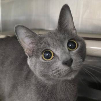 Luna -  Domestic Short Hair Cat for Adoption in Kennebunk, Maine - Luna | PetCurious