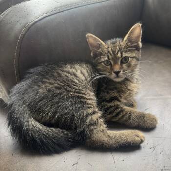 Domestic Short Hair Cats Available for Adoption in Fredericksburg, Virginia - Merchant Adventurer | PetCurious