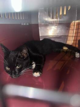 VANDAL -  Domestic Short Hair Cat for Adoption in Fort Walton Beach, Florida - VANDAL | PetCurious