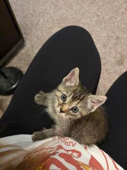 Cinder -  Domestic Short Hair Cat for Adoption in Logan, Utah - Cinder | PetCurious