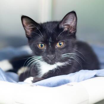 Domestic Short Hair Cats Available for Adoption in Wilmington, Delaware - Sundae (bonded With Blizzard) | PetCurious