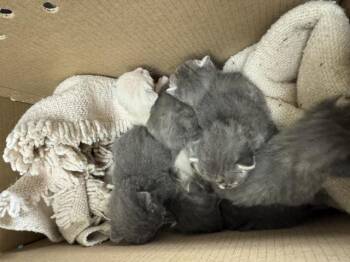 FLOWER -  Domestic Short Hair Cat for Adoption in Riverside, California - FLOWER | PetCurious