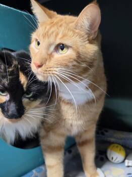 Busco -  Domestic Short Hair Cat for Adoption in Mishawaka, Indiana - Busco | PetCurious