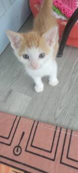 American Shorthair Cats Available for Adoption in Roanoke, Alabama - Moe | PetCurious