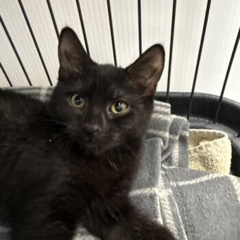 Domestic Short Hair Cats Available for Adoption in Chaska, Minnesota - Buttons | PetCurious