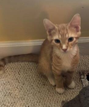 Gummy Worm26 -  Domestic Short Hair Cat for Adoption in Youngsville, North Carolina - Gummy Worm26 | PetCurious